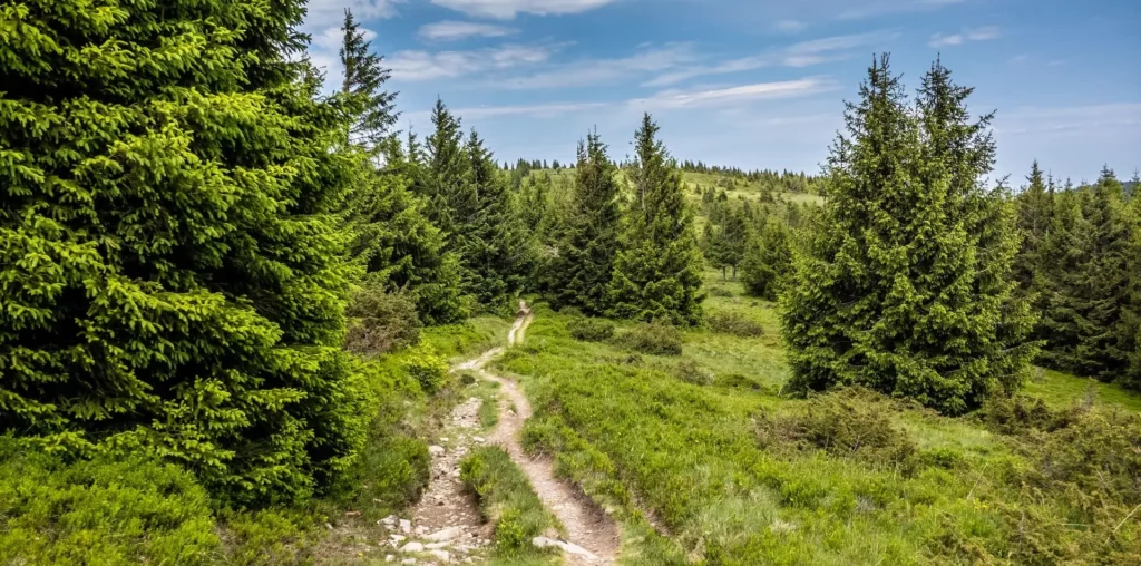 vosges été activités plein air forêt randonnées sentier